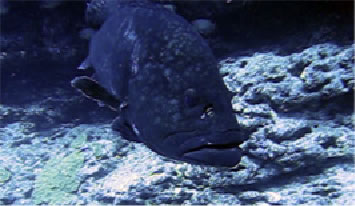 Hawaiian grouper video